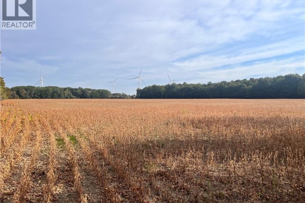 Rows of mature dry crops stretch across a field towards a distant line of trees and wind turbines. - Vl Kings Row, Dunnville