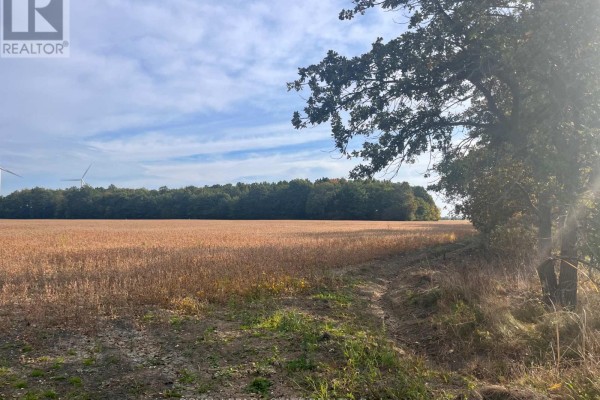 A wide view of a golden field with trees and wind turbines in the distance. - Vl Kings Row, Haldimand