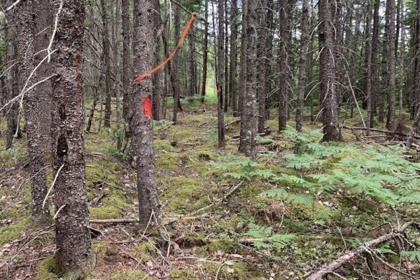 Vv1 Lot 1 Hunter Road, West Wentworth, NS B0M1Z0 Photo 4