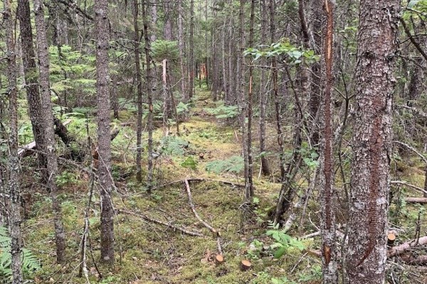 Vv1 Lot 1 Hunter Road, West Wentworth, NS B0M1Z0 Photo 5