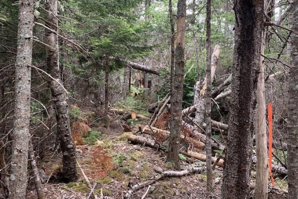 Vv3 Lot 3 Hunter Road, West Wentworth, NS B0M1Z0 Photo 4