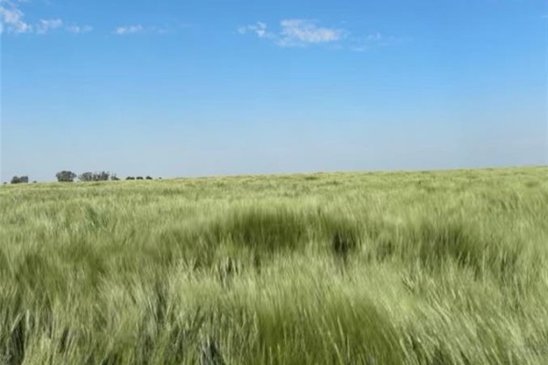 Weyburn Durum Quarter, Weyburn Rm No  67, SK, photo 2